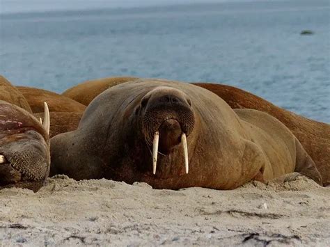 walrus tusk length